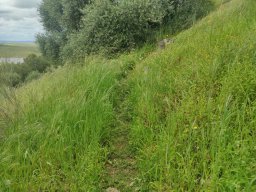 Flora del Cerro Masatrigo